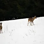 Appartement Glamping Vyhlidka Chvalec